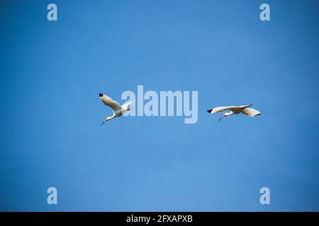 Uno splendido ibis bianco vola sopra in una riserva naturale In Florida Foto Stock