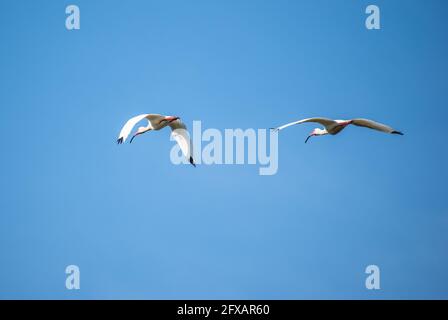 Uno splendido ibis bianco vola sopra in una riserva naturale In Florida Foto Stock