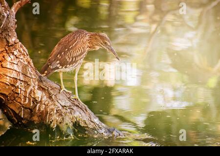 Ardeola grayii, un piccolo airone, perching su albero accanto all'acqua. Si trova in Iran meridionale, Pakistan orientale, India, Birmania Foto Stock