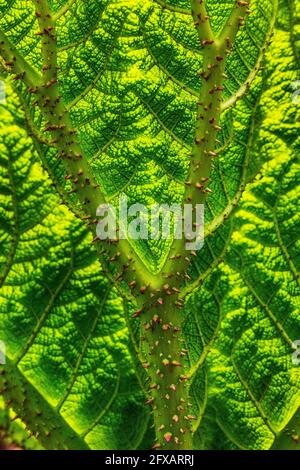 Dettagli foglia di Gunnera manicata, noto come gigante brasiliano rabarbaro nativo del Sud America dalla Colombia al Brasile,. È una specie di pianta fiorente Foto Stock