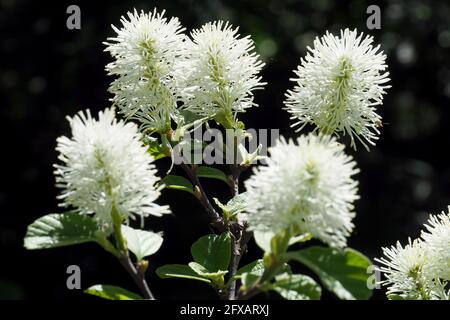 Ontano di strega, fothergilla di nani, nocciolo di wych americano, witchalder di nani, Fothergilla gardenii, alacsony bóbitacserje Foto Stock