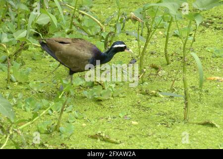 Jacana Bird alato di bronzo, Metopidius indicus, a piedi accanto alle foglie verdi Foto Stock