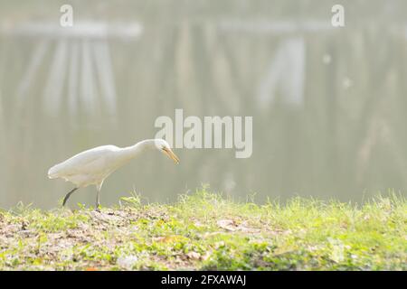 Airone indiano stagno o paddybird (Ardeola grayii) , un piccolo airone, a piedi oltre un lago con nebbia sullo sfondo. Foto stock shot a Calcutta, noi Foto Stock