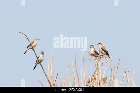 Paddyfield Pipit - Anthus novacseelandiae, seduto su paddyfield Foto Stock