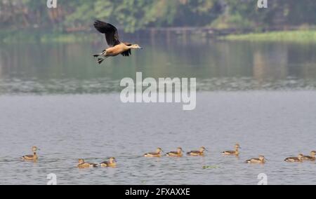 Uccello, anatra fischiante minore -Dendrocygna javanica, conosciuta anche come anatra fischiante indiana o tepale fischiante minore, specie di anatra fischiante Foto Stock