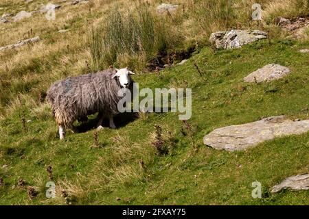Una pecora di Herdwick che pascolano in Cumbria, Inghilterra. La razza dura prospera nei pascoli del Distretto dei Laghi Inglese. Foto Stock
