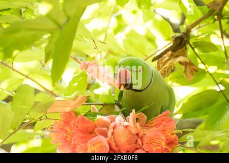 Uccello del Parakeet (Psittacula krameri), conosciuto come il parakeet a collo d'anello, con un colore verde caratteristico mangiando petali di fiori. Shibpur Botan Foto Stock