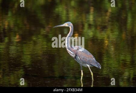 Un tricolore Heron stalks prey nelle acque poco profonde in una Tampa Bay, Florida riserva naturale. Foto Stock