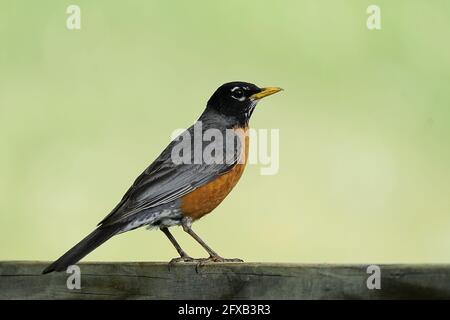 American Robin su una recinzione di legno in un cortile Foto Stock