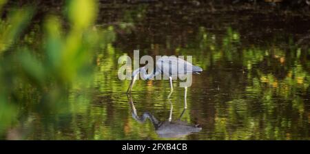 Un tricolore Heron stalks prey nelle acque poco profonde in una Tampa Bay, Florida riserva naturale. Foto Stock