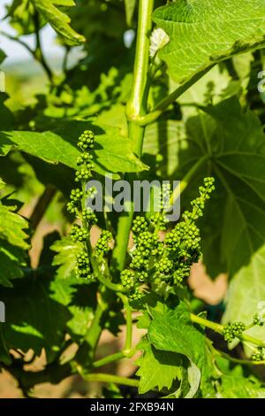 Grapevine illuminato dal sole di primavera su una piantagione in Serbia. Foto Stock