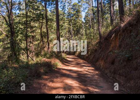 Un'escursione di prima mattina attraverso una lussureggiante foresta di pini vicino alla magica città di montagna di San Jose del Pacifico, Oaxaca, Messico. Un percorso tranquillo nella natura. Foto Stock