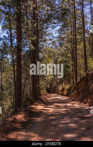 Un'escursione di prima mattina attraverso una lussureggiante foresta di pini vicino alla magica città di montagna di San Jose del Pacifico, Oaxaca, Messico. Un percorso tranquillo nella natura. Foto Stock