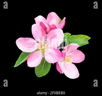 Fiore dell'albero di mela con foglie verdi isolate su sfondo nero Foto Stock