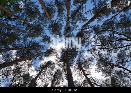 Lo sguardo in su nelle cime degli alberi. Sfondo della vista inferiore. Cime degli alberi che incorniciano il cielo. Le cime dei pini da angolo basso. Bosco di conifere. Alto e poco Foto Stock