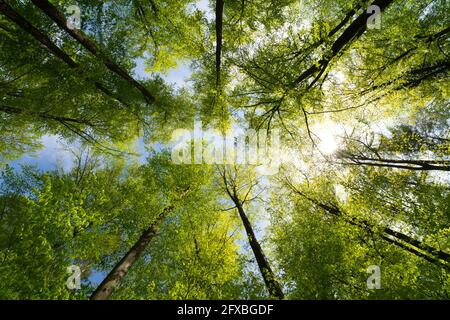 una vista fantastica verso il cielo degli alberi Foto Stock