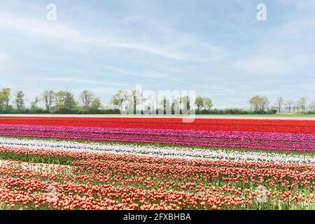 Campo di tulipani rossi, rosa, bianchi e arancioni in fiore Foto Stock