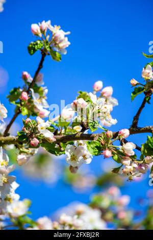 Ramo di fioritura del melo in primavera Foto Stock
