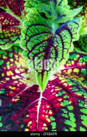 Primo piano di ortica dipinta (Coleus blumei) Foto Stock