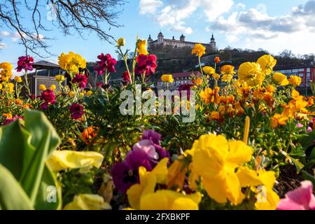 Germania, Wurzburg, fiori in fiore in città con la Fortezza di Marienberg, Kappele e Ponte principale vecchio sullo sfondo Foto Stock