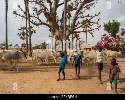 Senegal, Africa - Gennaio 2019: Gruppo di bambini e vacche bianche nel villaggio africano. Foto Stock