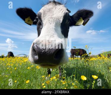 mucche bianche e nere e tori in prato pieno di latticini gialli sotto il cielo blu nei paesi bassi Foto Stock