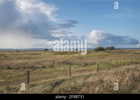 Germania, Schleswig-Holstein, Nieby, Fence si estendono lungo la zona erbosa della riserva di Geltinger Birk Foto Stock