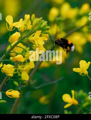 Colpo verticale di un bumblebee che vola tra i fiori di colza Foto Stock