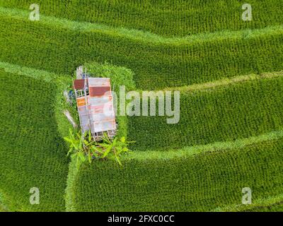 Piccola capanna nel mezzo di risaie vista aerea a Bali, Indonesia Foto Stock