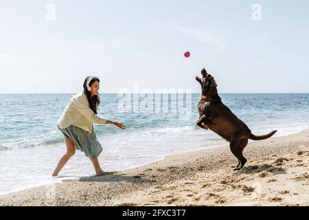 Donna e cane Labrador che giocano con la palla in spiaggia durante il fine settimana Foto Stock