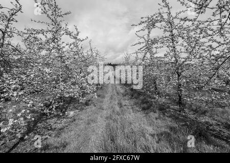 Foto in bianco e nero di due file di alberi di mela in fiore in un frutteto Foto Stock