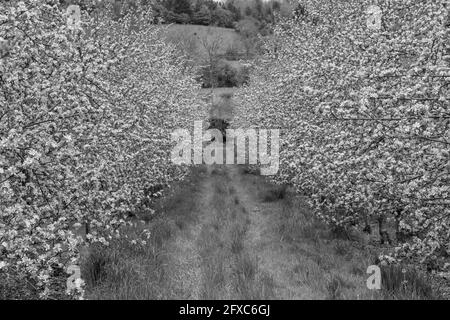 Foto in bianco e nero di due file di alberi di mela in fiore in un frutteto Foto Stock