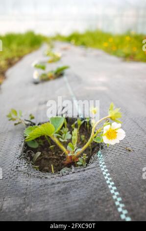 Fragola selvatica in fiore su un campo agricolo biologico coperto di agrotessile (pelo di pacciame di tessuto). Foto Stock
