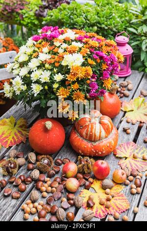 Vendemmia autunnale con bouquet di crisantemi in fiore, vari tipi di frutta a guscio, mele, zucca, squash e foglie d'uva Foto Stock