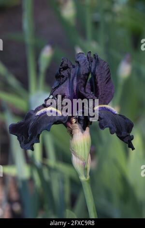 Iris 'Here Comes the Night'. Foto Stock