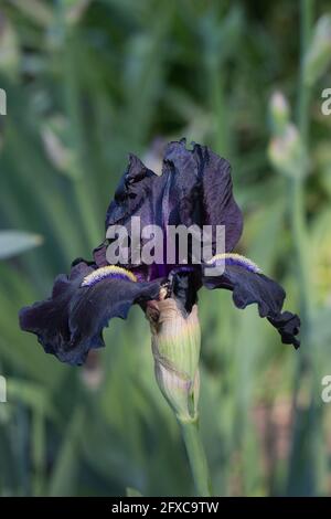 Iris 'Here Comes the Night'. Foto Stock
