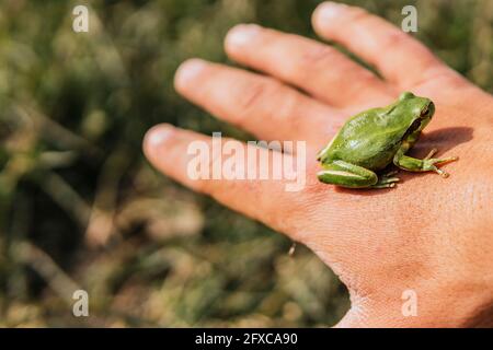 Giovane con Hyla meridionalis in foresta Foto Stock