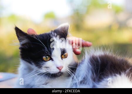 Defocalizzare le mani femminili stroking e carezzare carino adorabile gatto bianco e nero, gattino con bei occhi gialli. PET Love background. Mammifero peloso Foto Stock