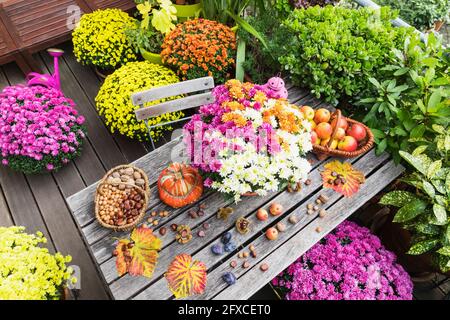 Tavolo da balcone con raccolta autunnale che comprende bouquet di crisantemi in fiore, vari noci, mele, zucca, prugne e foglie d'uva con fiori in vaso sullo sfondo Foto Stock