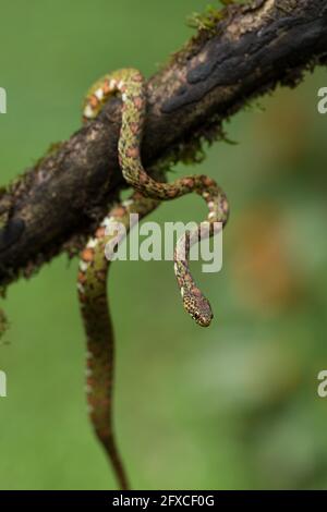 Il serpente a base di lumache color Lichen - Sibon longifrenis, si nutre di lumache e lumache e può succhiare una lumaca dalla sua conchiglia. Foto Stock