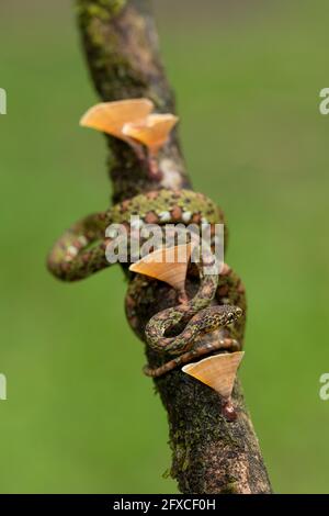 Il serpente a base di lumache color Lichen - Sibon longifrenis, si nutre di lumache e lumache e può succhiare una lumaca dalla sua conchiglia. Foto Stock