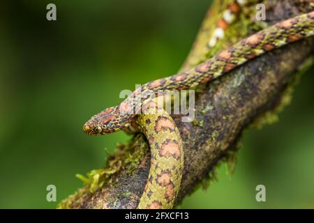 Il serpente a base di lumache color Lichen - Sibon longifrenis, si nutre di lumache e lumache e può succhiare una lumaca dalla sua conchiglia. Foto Stock