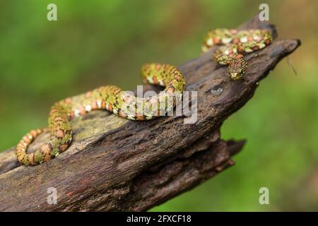 Il serpente a base di lumache color Lichen - Sibon longifrenis, si nutre di lumache e lumache e può succhiare una lumaca dalla sua conchiglia. Foto Stock