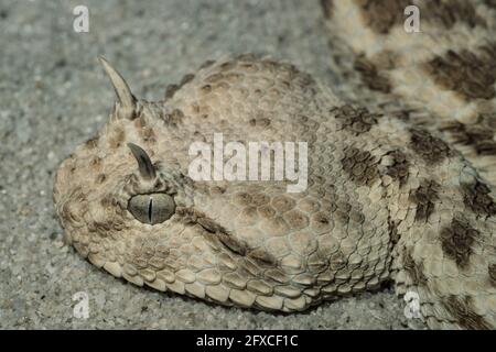 La vipera oronata Sahariana o la vipera del deserto orlato, Cerastes cerastes, è nativa dei deserti del Nord Africa e della Penisola Araba. Zoo di Londra. Foto Stock