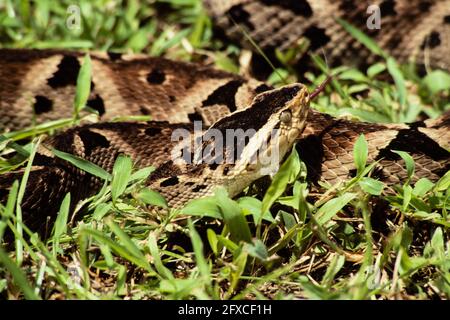 Il Fer-de-lance, Boshrops asper, è il serpente più pericoloso in America Centrale e rappresenta la maggior parte dei morsi per gli esseri umani. Panama. Foto Stock