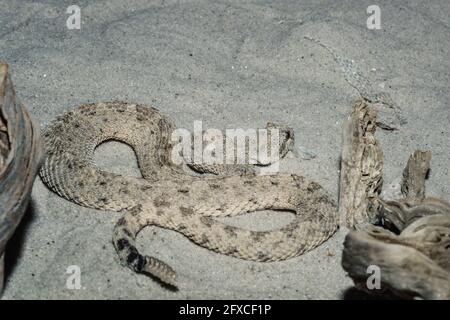 Il Sidewinder, Horned Rattlesnake o Sidewinder Rattlesnake si trova nei deserti del sud-ovest degli Stati Uniti e del nord del Messico. Foto Stock