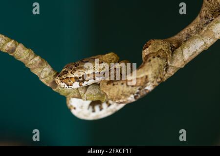 Il serpente a base di lumache color Lichen - Sibon longifrenis, si nutre di lumache e lumache e può succhiare una lumaca dalla sua conchiglia. Foto Stock