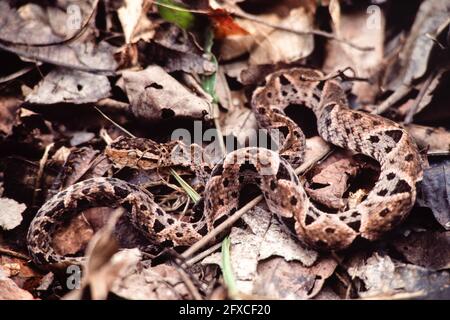 Il Fer-de-lance, Boshrops asper, è il serpente più pericoloso in America Centrale e rappresenta la maggior parte dei morsi per gli esseri umani. Panama. Foto Stock