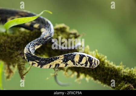 Il serpente del rat della tigre, Spilotes pullatus, è un serpente non venoso trovato dal Messico al Sud America centrale. Può crescere fino a 14 piedi di lunghezza. Foto Stock