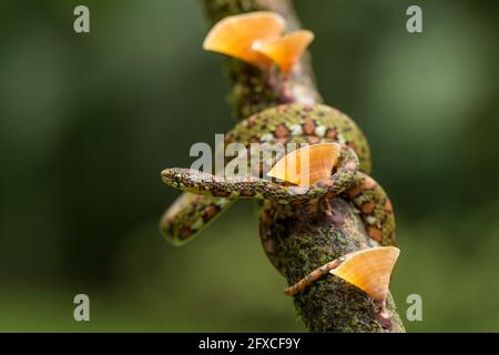 Il serpente a base di lumache color Lichen - Sibon longifrenis, si nutre di lumache e lumache e può succhiare una lumaca dalla sua conchiglia. Foto Stock